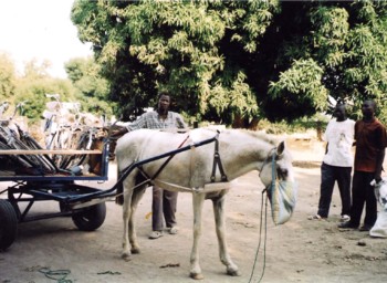 �n�Ԃ̋~�}��